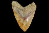 Serrated Fossil Megalodon Tooth - Massive Indonesian Meg #154641-1